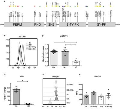 Loss of Janus Associated Kinase 1 Alters Urothelial Cell Function and Facilitates the Development of Bladder Cancer